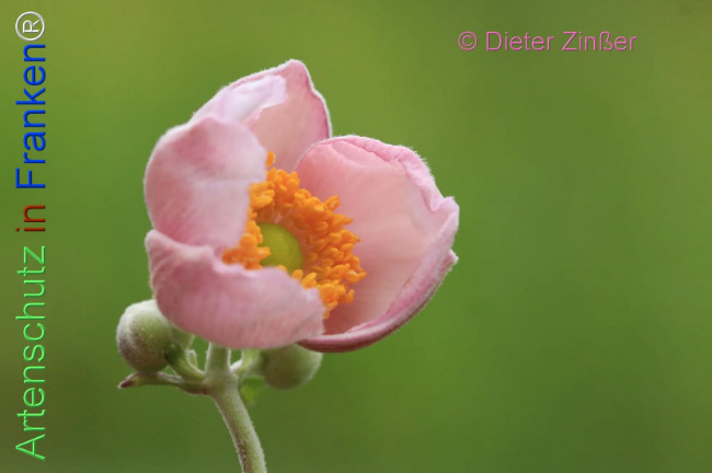 Bild zum Eintrag (1139402-160)