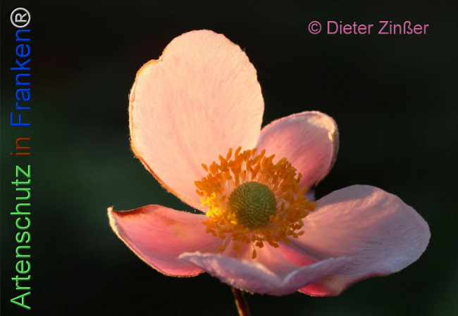 Bild zum Eintrag (1139403-160)