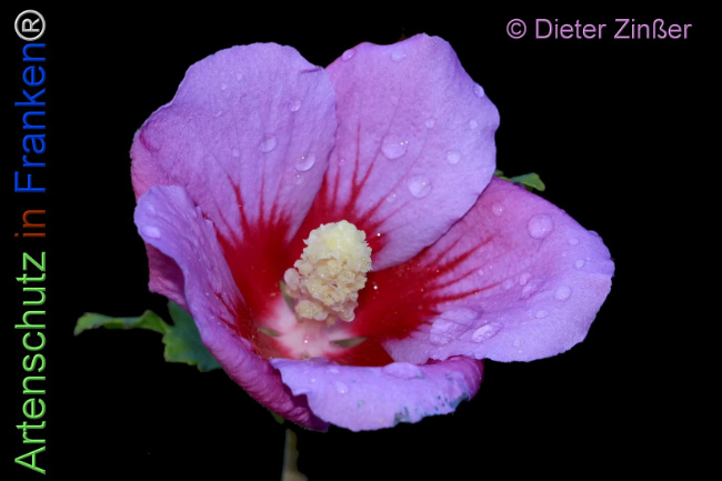 Bild zum Eintrag (1139654-160)