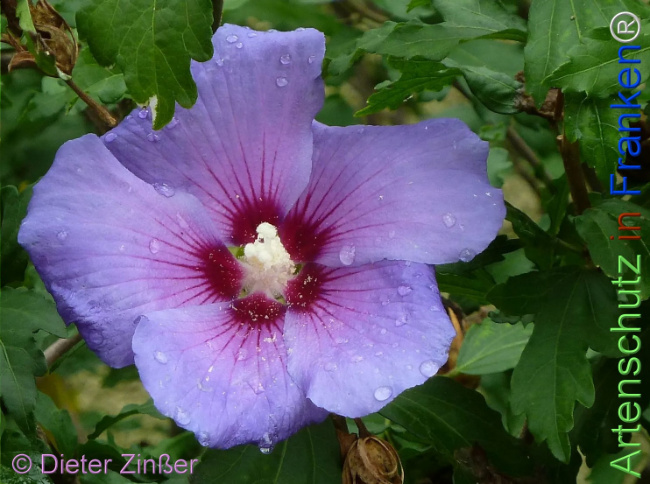 Bild zum Eintrag (1139658-160)