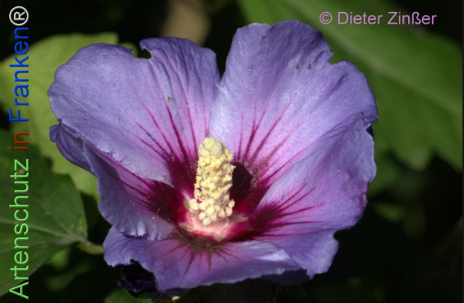 Bild zum Eintrag (1139659-160)