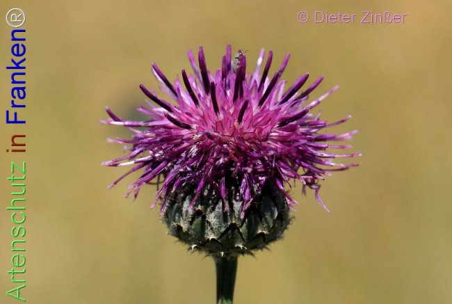 Bild zum Eintrag (1139825-160)