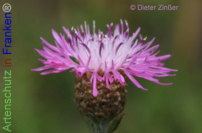 Bild zum Eintrag (1139826-160)