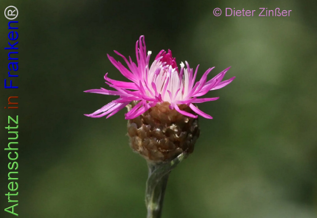 Bild zum Eintrag (1139827-160)