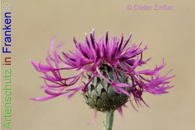 Bild zum Eintrag (1139832-160)