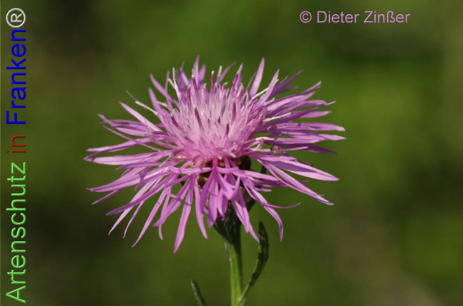 Bild zum Eintrag (1139836-160)