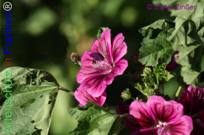 Bild zum Eintrag (1139938-160)