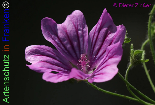 Bild zum Eintrag (1139940-160)