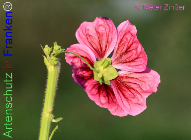 Bild zum Eintrag (1139941-160)