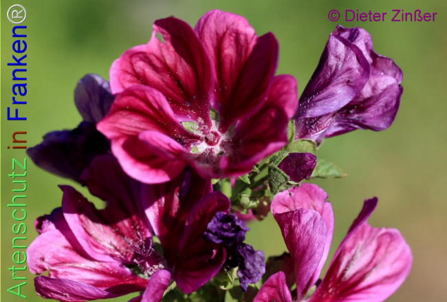 Bild zum Eintrag (1139942-160)