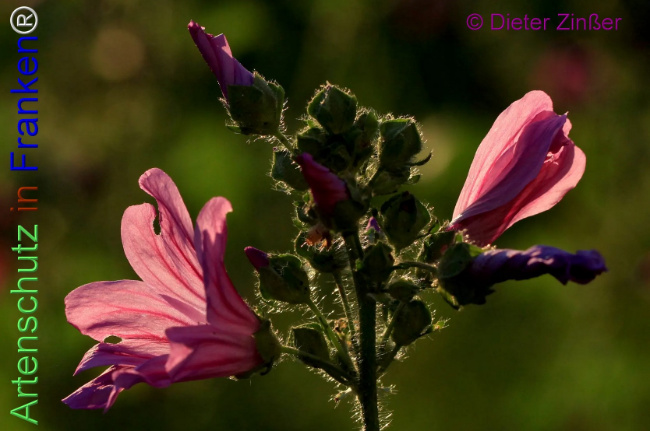 Bild zum Eintrag (1139944-160)