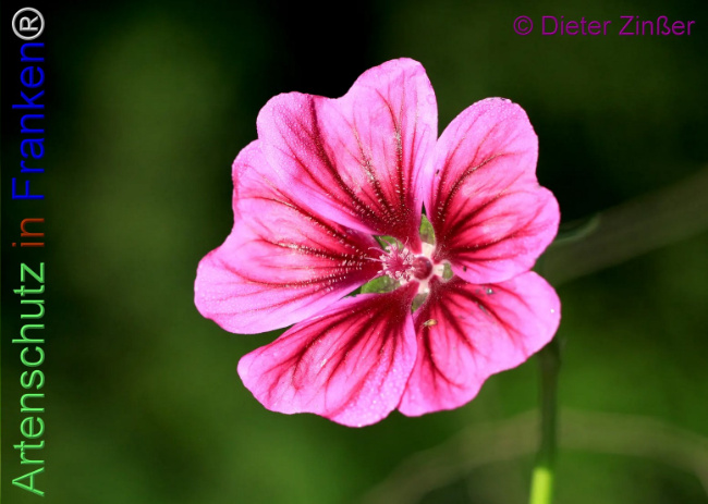 Bild zum Eintrag (1139945-160)