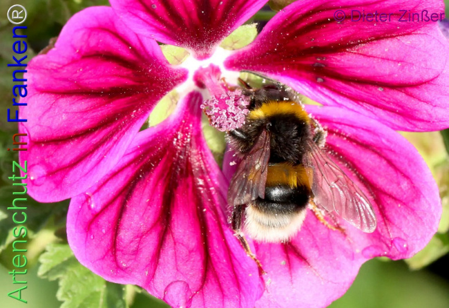 Bild zum Eintrag (1139946-160)