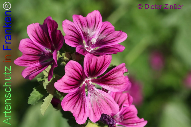 Bild zum Eintrag (1139948-160)