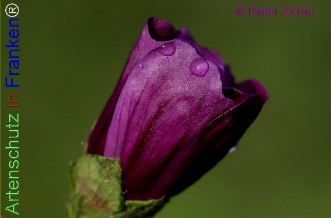 Bild zum Eintrag (1139949-160)