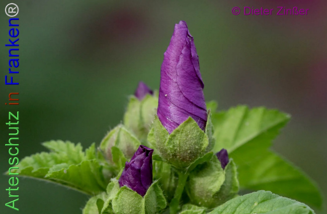 Bild zum Eintrag (1139950-160)