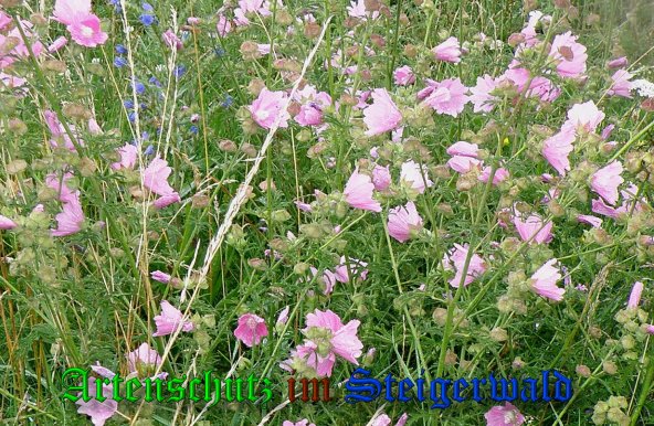 Bild zum Eintrag (1139982-160)