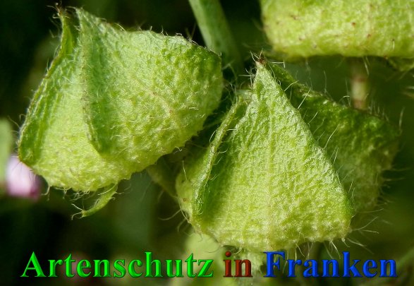 Bild zum Eintrag (1139983-160)