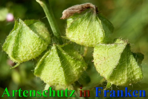 Bild zum Eintrag (1139984-160)