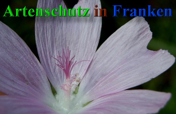 Bild zum Eintrag (1139985-160)