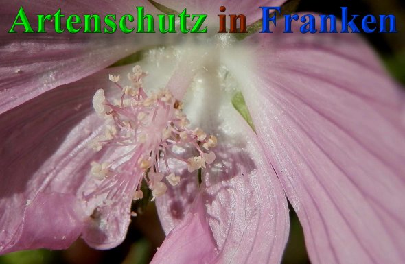 Bild zum Eintrag (1139986-160)