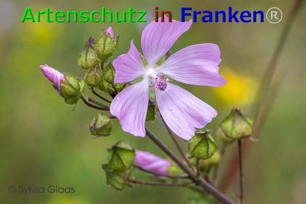 Bild zum Eintrag (1139987-160)