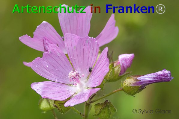 Bild zum Eintrag (1139988-160)