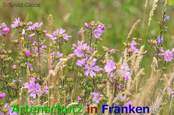 Bild zum Eintrag (1139989-160)