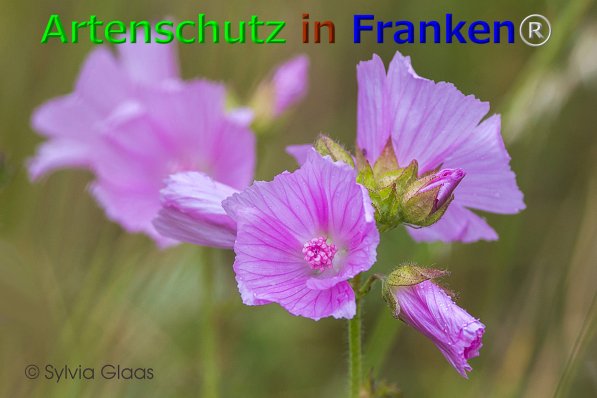 Bild zum Eintrag (1139990-160)