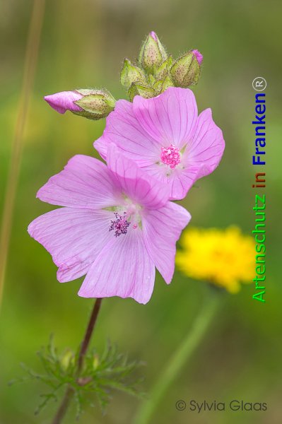 Bild zum Eintrag (1139991-160)