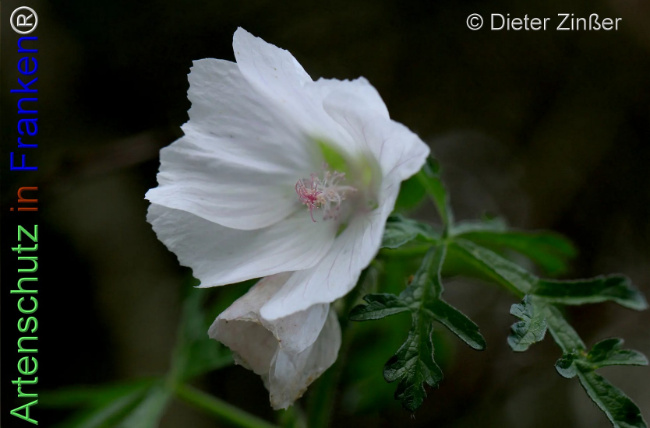 Bild zum Eintrag (1140001-160)