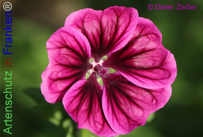 Bild zum Eintrag (1140008-160)