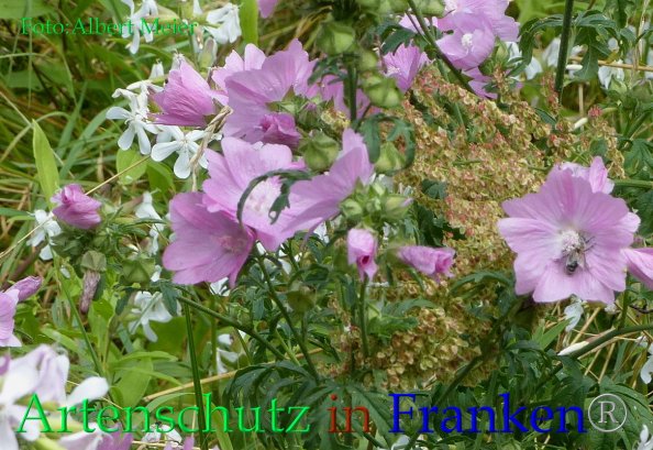Bild zum Eintrag (1140013-160)
