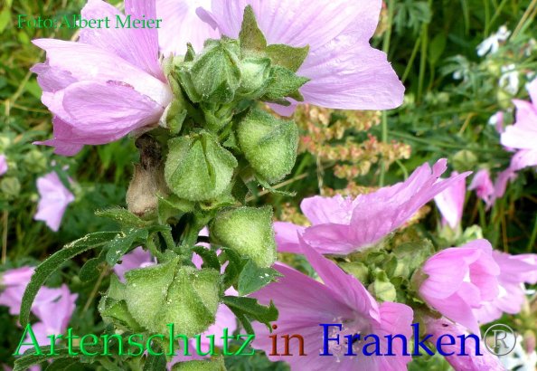 Bild zum Eintrag (1140014-160)
