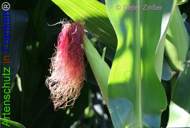 Bild zum Eintrag (1140063-160)