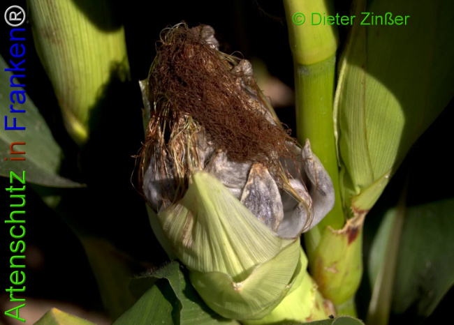Bild zum Eintrag (1140068-160)