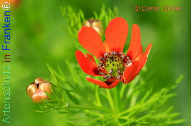 Bild zum Eintrag (1140119-160)