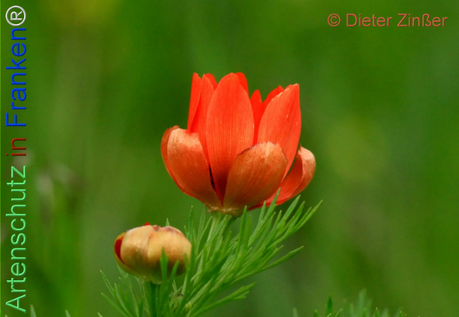 Bild zum Eintrag (1140120-160)