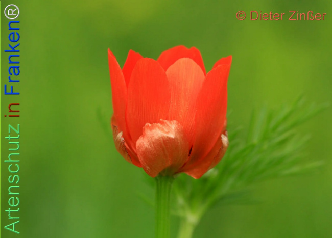 Bild zum Eintrag (1140121-160)