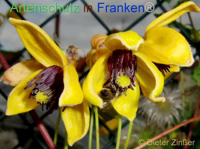 Bild zum Eintrag (1140217-160)
