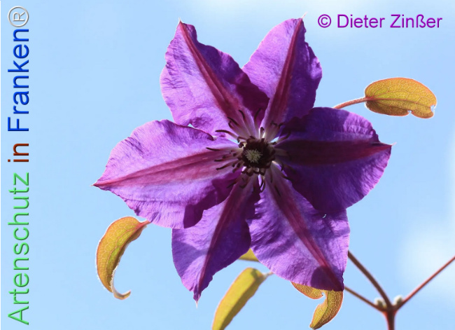 Bild zum Eintrag (1140227-160)