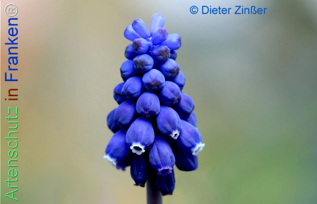 Bild zum Eintrag (1140246-160)