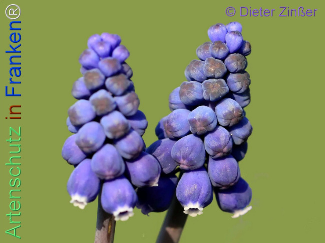 Bild zum Eintrag (1140247-160)