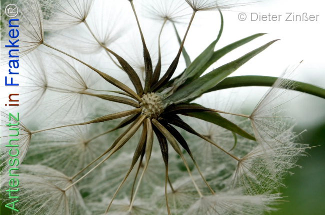 Bild zum Eintrag (1140258-160)