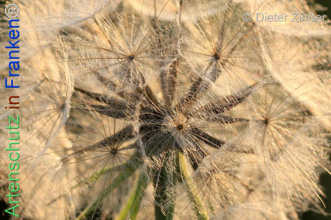 Bild zum Eintrag (1140259-160)