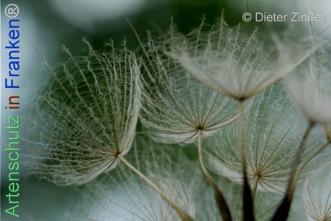 Bild zum Eintrag (1140260-160)