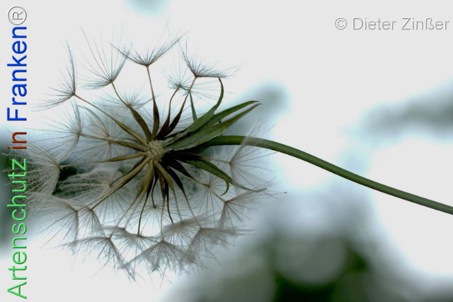 Bild zum Eintrag (1140262-160)