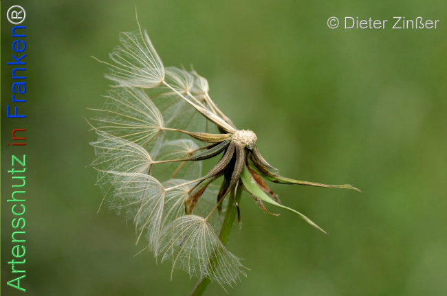 Bild zum Eintrag (1140263-160)