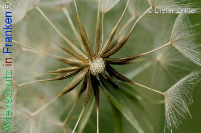 Bild zum Eintrag (1140264-160)