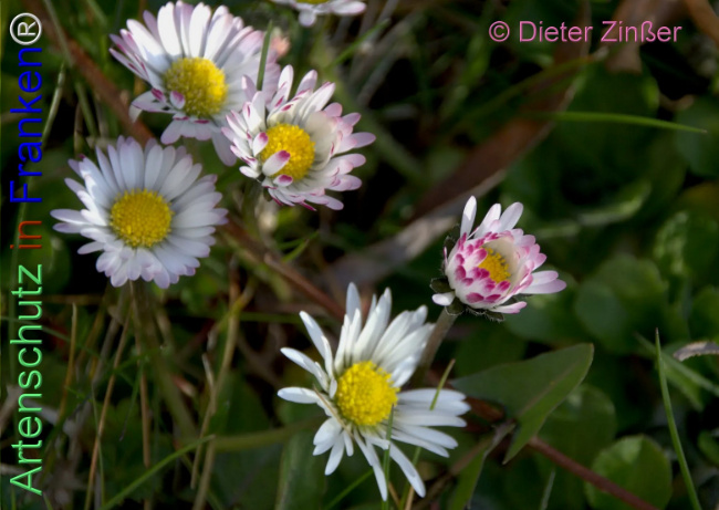 Bild zum Eintrag (1140399-160)